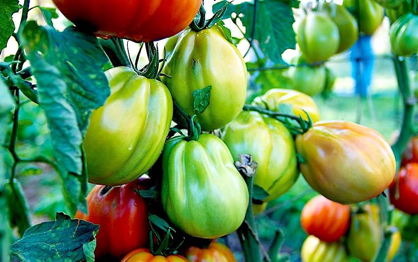 What Kind of Tomatoes Should I Grow?