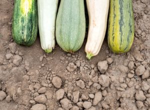 What To Do When You Have Surplus Zucchinis?