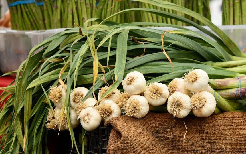 What to do with shooting garlic
