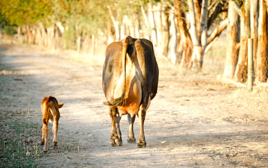 “I’d been told cows abandon their calves, they become aggressive, and they hold their milk. So, I learned everything I could from online studies about cow and calf separation and realised all of this was untrue.” 
“Instead, they completely changed and became placid, loving, sharing, trusting animals. I learned the most from the cows and their gentleness in handling their calves.”
