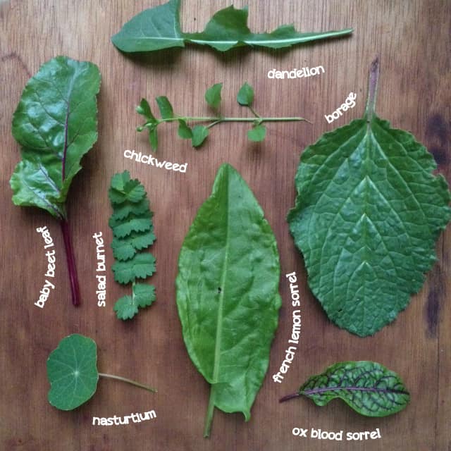 winter greens