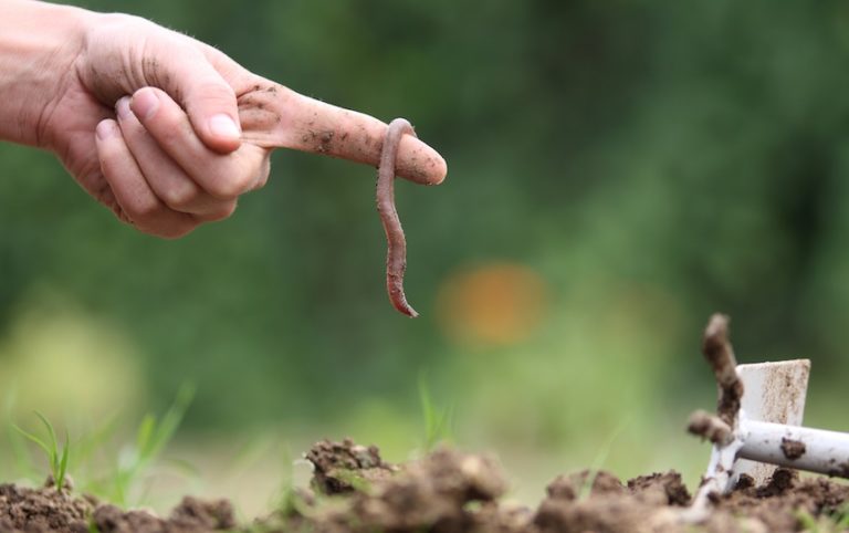 Worm Composting- A Beginner’s Guide